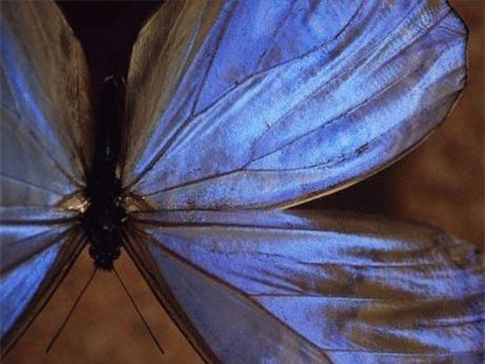 Bướm đực Morpho xanh. Ảnh: NatGeo