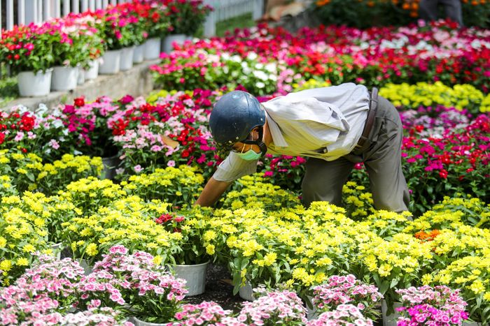  "Năm nay lựa hoa rất thoải mái không phải chen lấn như mọi khi, giá cả lại phải chăng, tôi mua 3 chậu hoa mà giá chỉ hơn 100.000", ông Hùng (66 tuổi, quận 1) cho biết. 
