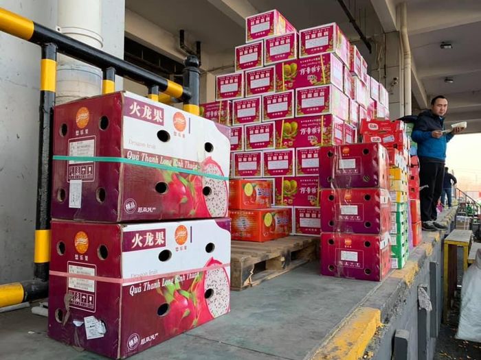 Trái Thanh Long của Việt Nam bày bán tại chợ Bắc Kinh dịp Tết Tân Sửu. Ảnh: Bích Thuận