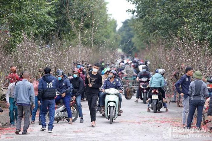 Trong sáng ngày cận Tết (29 tháng Chạp) cũng là ngày đầu trong dịp nghỉ lễ tết Nguyên đán Tân Sửu, nhiều người dân trên địa bàn thành phố Vinh đổ ra đường để mua hoa, cây cảnh để trưng dịp Tết. Ảnh: Lâm Tùng