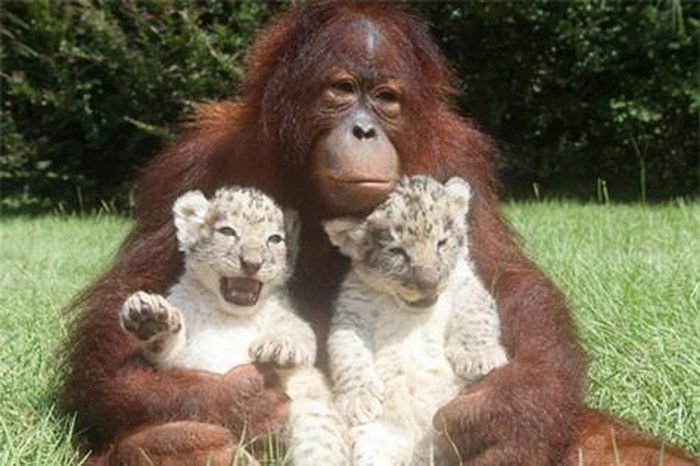 Thế nhưng, tình cảm giữa lão đười ươi và hai chú sư tử con không thể kéo dài mãi mãi. Lớn dần lên thì tập tính di truyền của những “chúa tể vùng sa mạc” này cũng thay đổi. 