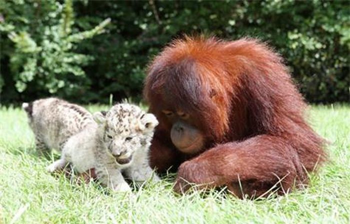  Còn hai chú sư tử thì mê tít ông bố nuôi, trông chẳng giống bố mẹ mình chút nào. 