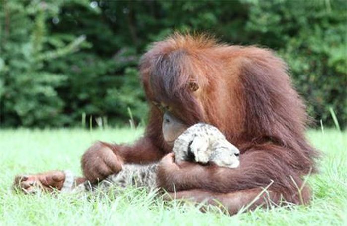  Và bây giờ, ba bố con đã chia tay. Du khách chỉ còn được chứng kiến câu chuyện quá khứ về bố đười ươi, con sư tử trong các đoạn phim… 