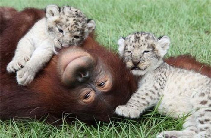  Trừ những lúc đói, phải trở về chuồng của mình để bú tí mẹ, hai chú sư tử con suốt ngày sang chuồng của lão Khanama. Lão bế chúng trên tay, ôm chúng vào ngực. 