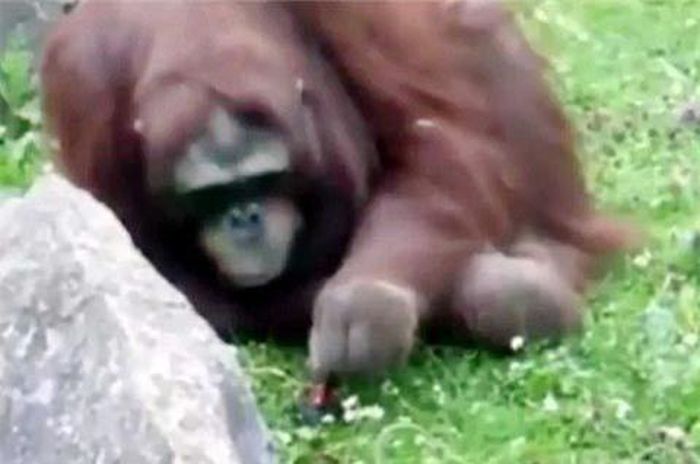  Tuy nhiên, cuối cùng nó đã quyết định "tha mạng" cho con vật bé nhỏ mà mình vừa cứu vớt. Ảnh: NTI.