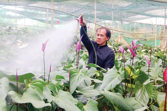 Ông Đoàn Thành Nghĩa đang chăm sóc vườn hoa hồng môn