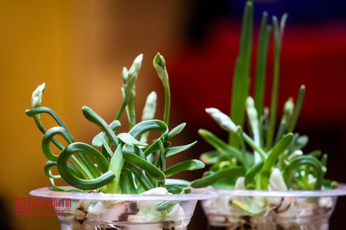Các ngồng hoa cũng phải tạo dáng cho có lớp dưới, lớp trung, lớp trên, có tiền, có hậu. Người gọt chỉ tác động ở chỗ xếp ở vị trí nào, tầng tán ra sao còn chất lượng hoa một phần đến từ cách chăm dưỡng của mình. Nếu người chơi tương tác tốt thì sẽ được những bông hoa tốt.