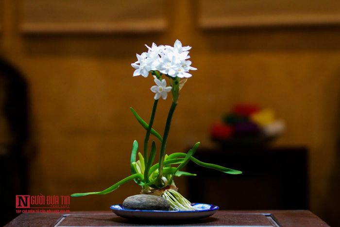 Cái khéo léo của người gọt hoa thủy tiên phải căn cho hoa nở đúng giao thừa vì nhiều người quan niệm hoa ở vào thời khắc này sẽ mang lại nhiều may mắn cho gia chủ. Ngoài ra, người ta có thể gọt để hoa nở vào thời điểm lễ cúng ông Công ông Táo, rằm tháng Giêng; có nghĩa bắt hoa nở theo ý muốn của người gọt.