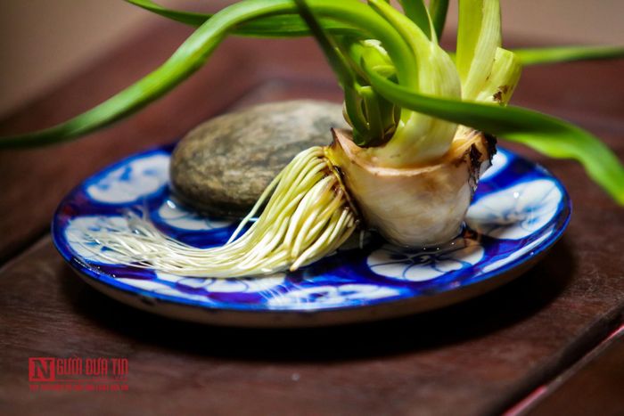 Rễ hoa phải dài, trắng; làn lá xum xuê, mềm mại; ngồng hoa nhiều tầng tán, đặc biệt một bông hoa đẹp nhìn cánh hoa phải sáng, khi nở nhụy màu vàng, trên cánh hoa có độ lấp lánh nhất định giống như kim tuyến. Chính vì sự tinh khôi, sang trọng mà hoa thủy tiên không chỉ phục vụ thú chơi hoa mà người ta còn sử dụng để thờ cúng dịp Tết.