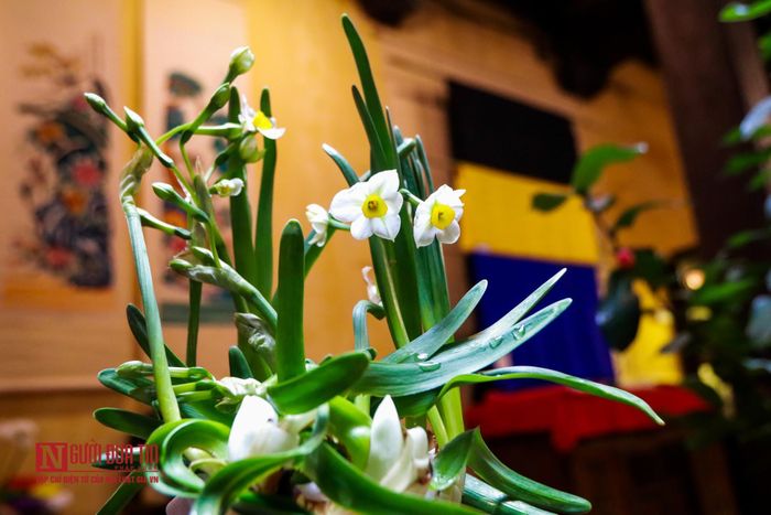 Hoa thủy tiên là một loài hoa quý phái, được ví như đĩa ngọc, chén vàng, khi nở có mùi hương tinh khiết, quyến rũ và rất cao sang.