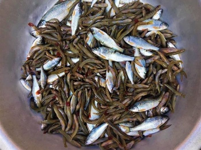 Cá bống suối chua, nguyên liệu không thể thiếu của Kháu moóc cổ truyền 