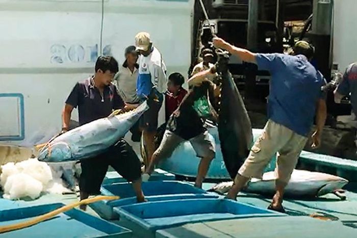  Cá ngừ về đất liền. 
