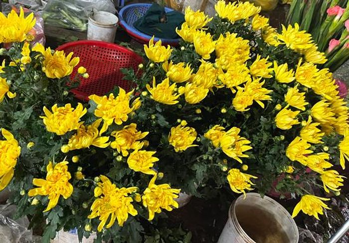Hoa cúc giá rẻ hơn những ngày trong Tết.