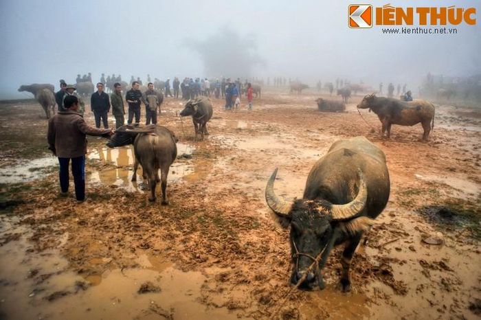 Giá trị giao dịch của mỗi phiên chợ trâu lên đến hàng tỉ đồng. Nhờ có chợ trâu mà đời sống của người dân ở xã Sín Chéng thêm phần ấm no.