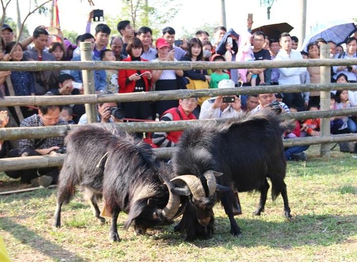 Cuộc thi chọi dê thường được đồng bào dân tộc thiểu số ở huyện Hoàng Su Phì, tỉnh Hà Giang tổ chức vào hội Xuân đầu năm mới.