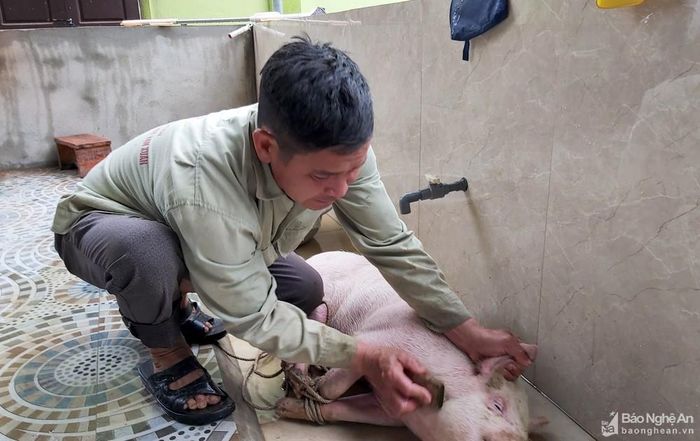 Vào dịp Tết Nguyên đán, bà con nông dân nhiều nơi trên địa bàn Nghệ An như: Diễn Châu, Yên Thành, Đô Lương, Thanh Chương... thường chung đụng lợn, mổ chia thịt ăn Tết. Ông Nguyễn Xuân Cường ở xóm Đồng Bàn, xã Lăng Thành (Yên Thành) cho hay, Tết này, 4 anh em trong gia đình chung mổ 1 con lợn hơn 40 kg hơi, với giá 3,2 triệu đồng. Để đảm bảo vệ sinh, trước khi mổ, họ dùng nước dội rửa con lợn sạch sẽ. Bộ lòng được anh em con cháu ăn bữa mừng năm mới, sum họp gia đình, còn thịt chia đều cho 4 gia đình. Ảnh: Xuân Hoàng