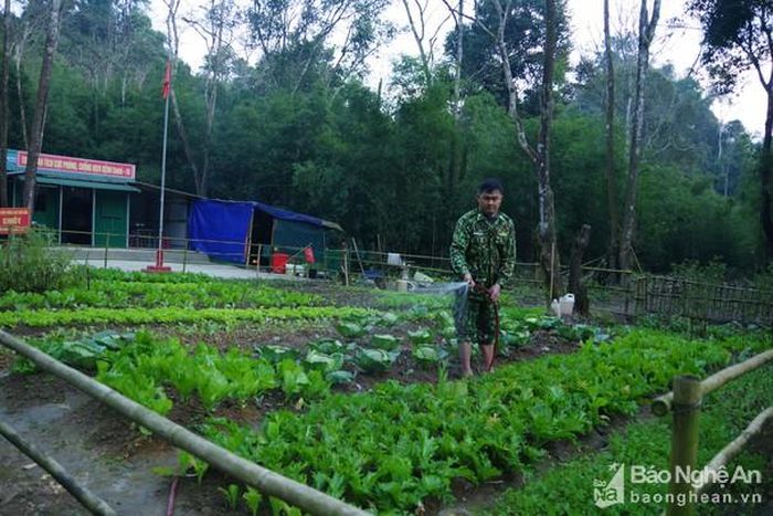 Cán bộ chốt số 4 , Đồn Biên phòng CKQT Nậm Cắn chăm sóc rau. Ảnh: Anh Bách