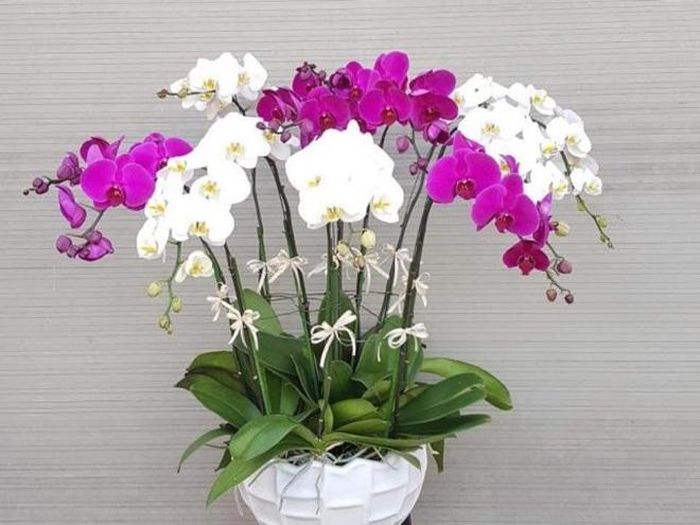 Với nhiều màu sắc khác nhau cùng vẻ đẹp quý phái, lan xứng đáng là một trong những loài hoa đẹp được trang trí trong nhà mỗi dịp xuân về.