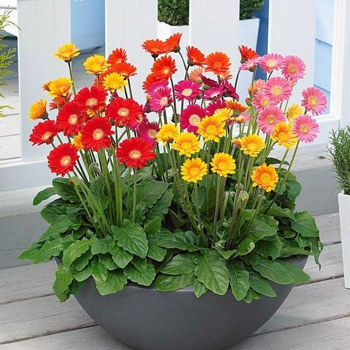 Mang ý nghĩa to lớn tượng trưng cho vẻ đẹp, hạnh phúc và tiền tài, hoa đồng tiền được nhiều gia đình lựa chọn cắm trong nhà vào dịp Tết đến, xuân về. 