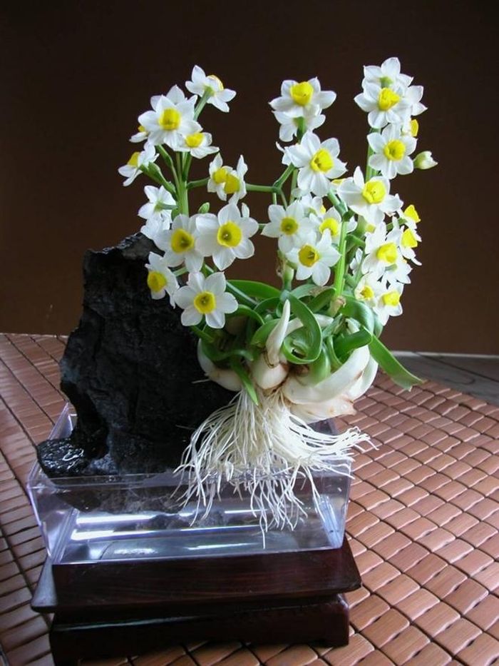 Nở vào mùa xuân, hoa thủy tiên được nhiều người yêu thích và chọn lựa để làm đẹp nhà vào ngày Tết bởi vẻ giản dị, thuần khiết. Hoa thủy tiên mang hương thơm dịu nhẹ, làm ngây ngất lòng người. 