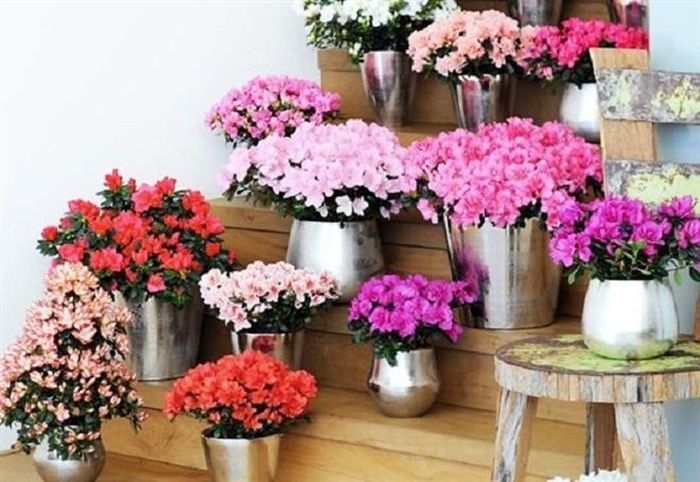 Hoa đỗ quyên là loài hoa báo xuân với sắc rực rỡ, đem đến không khí vui tươi, làm ấm lòng người mỗi dịp xuân về. Đỗ quyên cây cao trồng chậu đứng hoặc cây thấp thường trưng ở phòng khách hoặc trang trí hành lang.