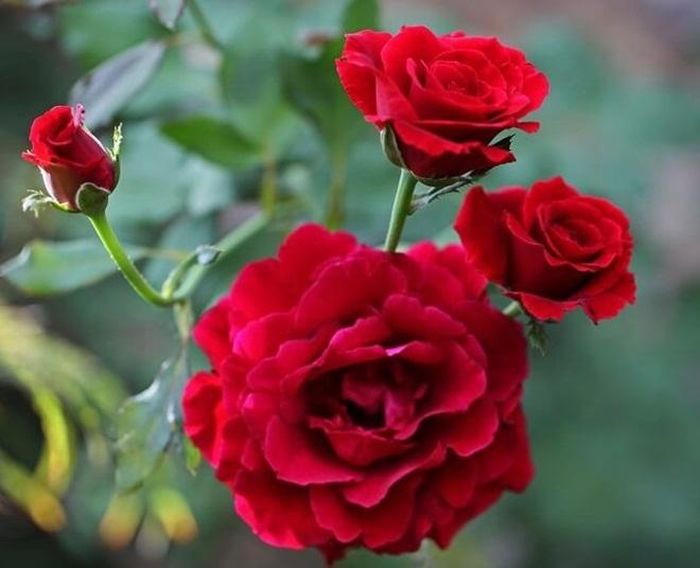 Được mệnh danh là chúa tể các loài hoa, cũng là biểu tượng của tình yêu bất diệt nên hoa hồng được rất nhiều người yêu thích. Một lọ hoa hồng cắm vào ngày Tết cũng sẽ giúp ngôi nhà tràn đầy sức sống.