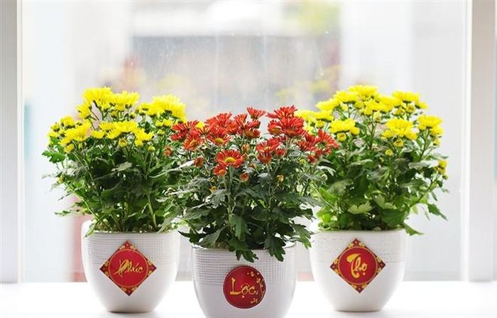 Hoa cúc màu sắc giản dị nhưng lại có ưu điểm tươi lâu, biểu tượng cho sự sống, tăng thêm phúc lộc cũng như sự hoan hỉ đến nhà trong dịp năm mới.