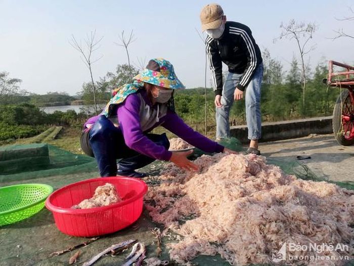 Ngư dân trúng lộc biển đầu năm với sản lượng ruốc đạt cao. Ảnh: Mai Giang