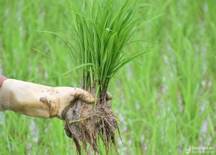 Những cây lúa xanh tốt được bà con nhổ những chỗ dày để cấy dặm vào những chỗ thưa, do ốc bươu vàng và chuột cắn phá. Ảnh: Xuân Hoàng