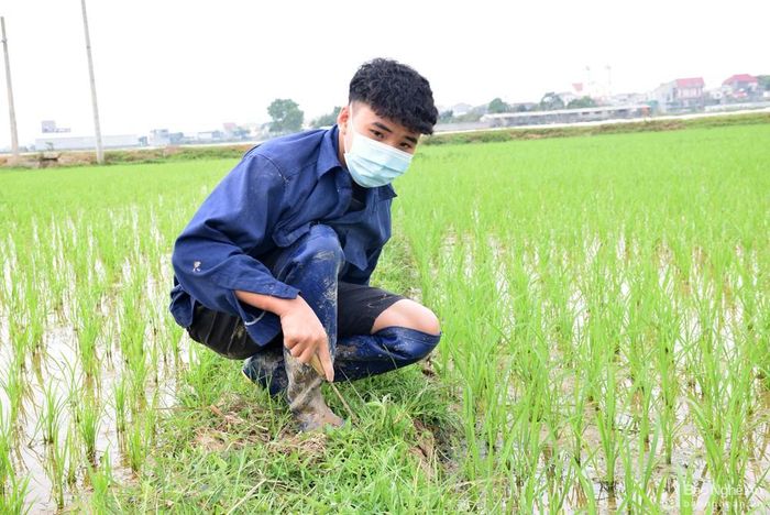 Em Hoàng Đình Nhật ở xóm 5, xã Bắc Thành cho hay, Tết năm nay các anh chị không về quê ăn Tết, nên em cũng ra đồng giúp mẹ cắt cỏ bờ. Ảnh: Xuân Hoàng