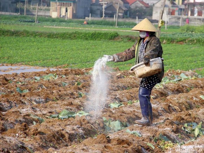 Tại huyện Diễn Châu, sau khi lo xong ngày Tết, nông dân các vùng rau như Diễn Thành, Diễn Thịnh, Diễn Kỷ... cũng tập trung ra đồng thu hoạch lứa rau cũ, xử lý đất để chuẩn bị cho vụ rau mới, với hy vọng được mùa, được giá. Ảnh: Quang An