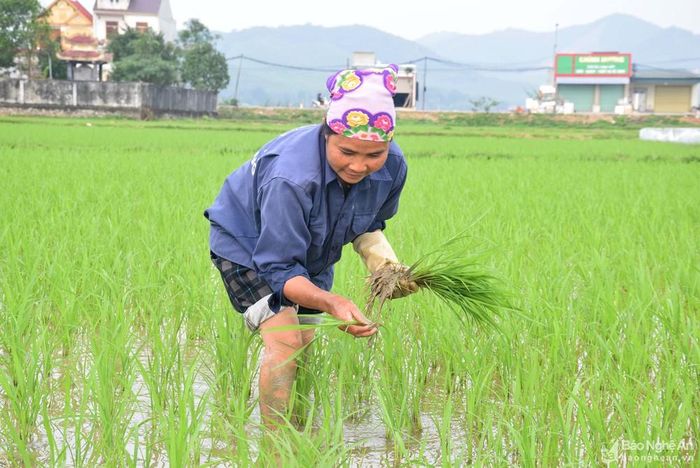 Bà Nguyễn Thị Huệ ở xóm 5, xã Bắc Thành (Yên Thành) cho biết, dù vẫn còn không khí Tết, nhưng bà phải ra đồng nhổ tỉa, cấy dặm lúa cho kịp thời vụ. Vụ xuân này gia đình bà gieo cấy 9 sào lúa, chủ yếu là giuống lúa lai. Ảnh: Xuân Hoàng