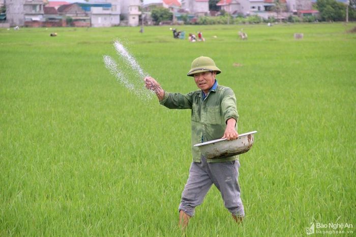 Sáng mùng 3 Tết, trên cánh đồng ở các xã Thanh Yên, Thanh Lương, Xuân Tường (Thanh Chương), người dân đã bắt đầu ra đồng sau Tết. Tâm trạng ai cũng tươi vui, phấn khởi trong những ngày đầu năm mới. Ảnh: Quang An