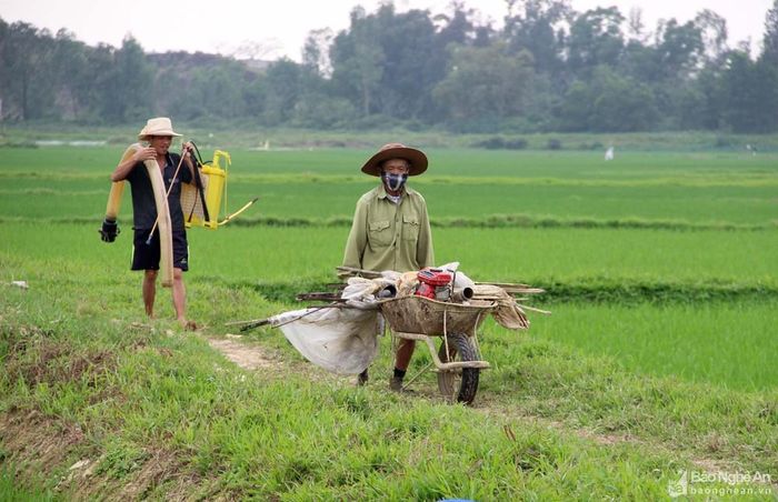 Tại xã Nam Thái, huyện Nam Đàn, người dân cũng tranh thủ ra đồng chăm sóc lúa xuân sau Tết. Theo bà con cho biết, hiện nay một số diện tích lúa xuân đã bắt đầu xuất hiện bệnh đạo ôn nên phải chủ động phun thuốc để phòng trừ. Ảnh: Quang An