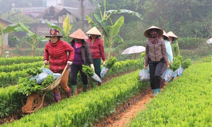 Vườn ươm cây hơn 1000m2 của chị Vũ Thị Chính, khu 3, xã Trạm Thản đã tạo việc làm cho 6 người dân trong xã, cho thu nhập từ 4- 5 triệu đồng/tháng.