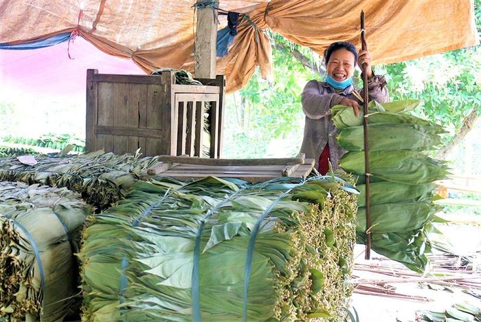 Nhiều gia đình đã phá bỏ vườn tạp, cây ăn quả năng suất thấp để đầu tư vào mô hình trồng mai, diễn lấy lá cho thu nhập cao.