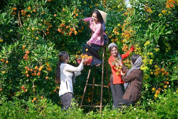 Chôm chôm nghịch mùa trong vườn Ba Cống