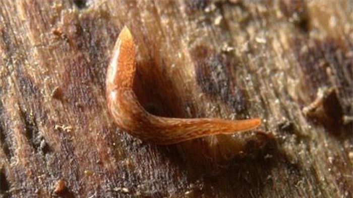 Tiến sĩ Brian Eversham tình cờ phát hiện thấy loài sâu độc đáo này tại vùng đồng cỏ gần Cambridge.