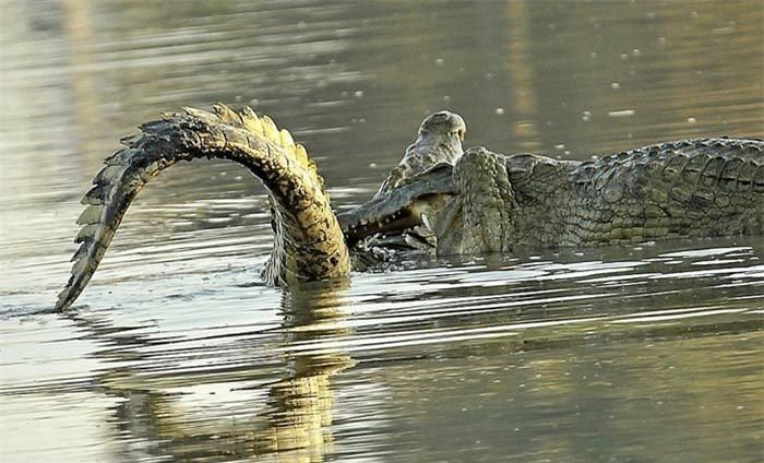 Bà Grenouillet cho biết thêm: "Theo tìm hiểu của tôi, da của cá sấu sông Nile rất dày, nhưng da vùng cổ và miệng của nó mỏng hơn ở những nơi khác. Đó là lí do tại sao con cá sấu chiếm ưu thế thường tấn công đối thủ ở những vùng xung yếu ấy. Từ các bức ảnh, chúng tôi có thể nhìn thấy máu trên răng của kẻ chiến thắng, nhưng chúng tôi không biết liệu con cá sấu thua cuộc có bị chết hay không".