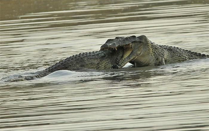 Bà Grenouillet đoán, các con cá sấu có thể đang thủy chiến nhằm tranh giành lãnh thổ hoặc cơ hội giao phối với cá sấu cái.
