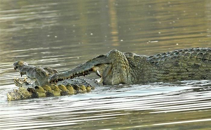 Là động vật sinh trưởng tự nhiên khắp châu Phi, cá sấu sông Nile sở hữu nhát cắn khủng khiếp nhất trong vương quốc động vật, với lực cắn mạnh hơn 22.241 Newton. Chúng có thể phát triển tới chiều dài 5 mét và được coi là loài bò sát còn sống lớn thứ hai trên thế giới, sau cá sấu nước mặn.
