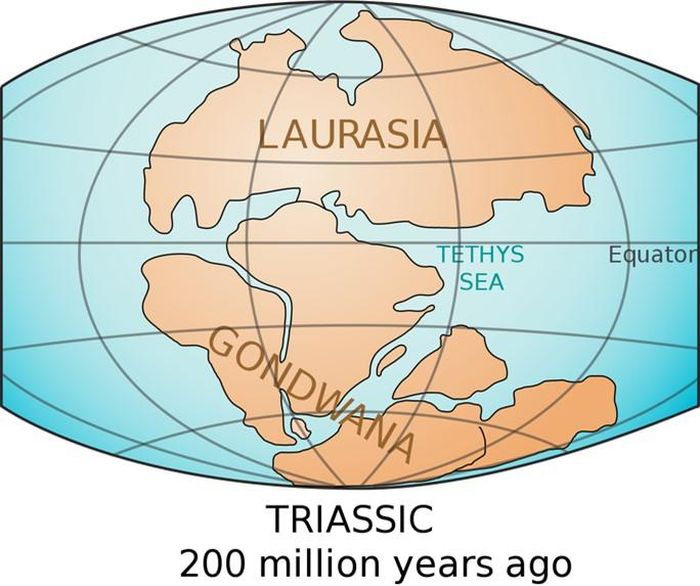 Khu rừng nằm ở phía Nam siêu lục địa Gondwana, tức Nam Cực ngày nay - ảnh: NEWSWEEK