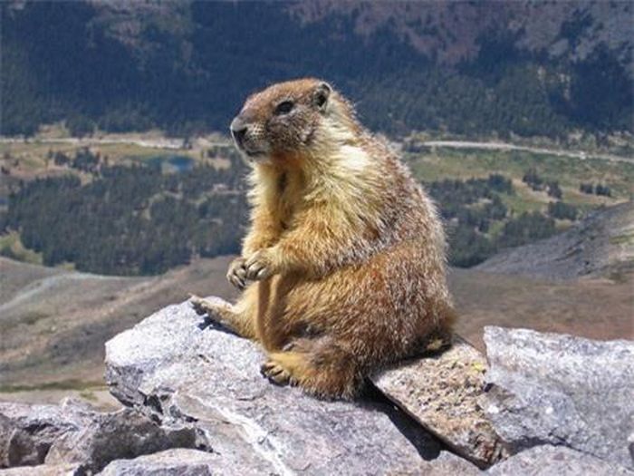 Động vật ngủ lâu nhất: Marmota là một chi động vật có vú trong họ Sóc, bộ Gặm nhấm. Marmotte ngủ liền 6 tháng trong năm mà không hề thức dậy, trong khi đó vật ngủ đông cũng chỉ ngủ hết mùa đông khoảng 3-4 tháng thôi.