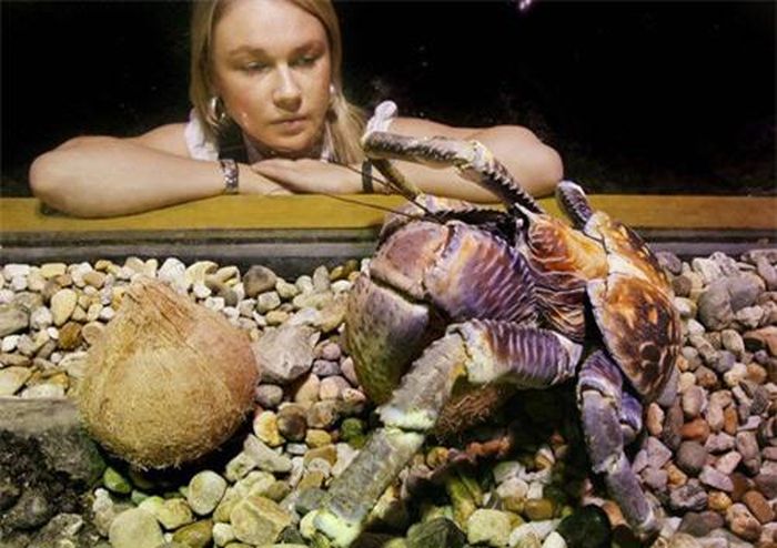 Động vật không xương sống lớn nhất (trên bờ): Cua dừa là một loài cua ẩn sĩ trên mặt đất, nặng khoảng 3 -4 kg và có thể dài 1 m tính từ chân này đến chân kia. Cua dừa (hay còn gọi là cua kẻ cướp, cua trộm cọ) là cua lớn nhất nhất thế giới và chúng có thể leo lên cây dừa “ăn trộm quả” nhờ bộ càng khổng lồ.