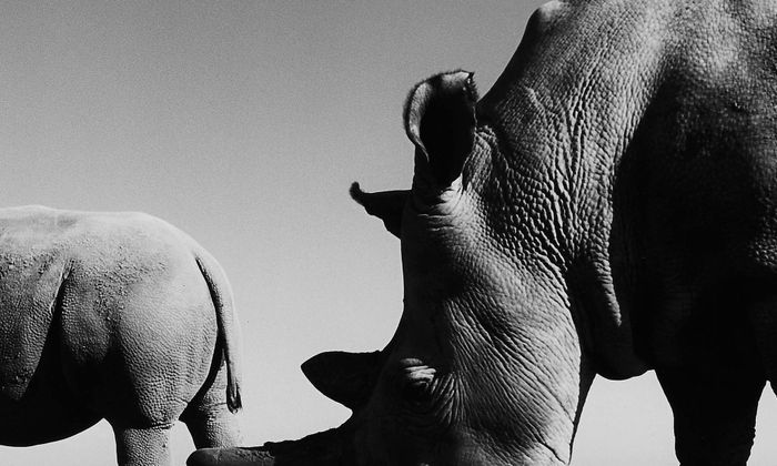 Ol Pejeta (Kenya) là một trong những khu bảo tồn tê giác lớn nhất thế giới. Đây cũng là nơi sinh sống của Najin (mẹ) và Fatu (con), hai mẹ con tê giác trắng phương bắc cuối cùng còn tồn tại trên thế giới. Trước đó vào tháng 3/2018, Sudan, con tê giác trắng phương Bắc đực cuối cùng đã chết. Điều này khiến việc cứu loài này khỏi sự diệt vong thêm phần khó khăn.