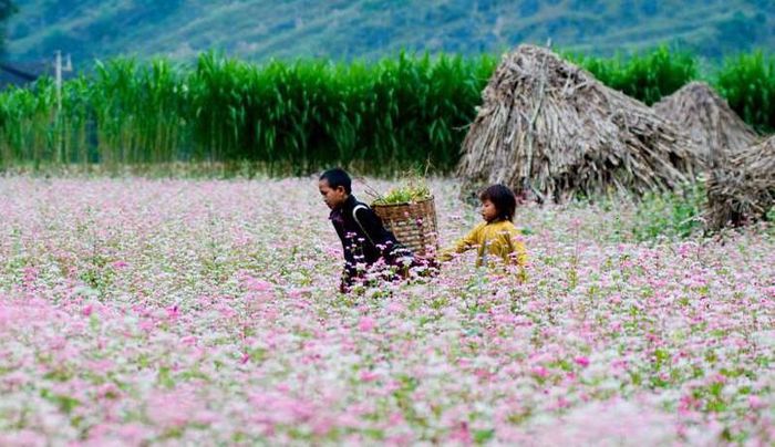 Mùa hoa tam giác mạch Hà Giang. 