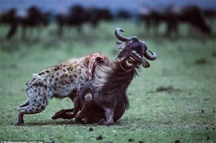 Những đòn hiểm này khiến con mồi nhanh chóng bị hạ gục
