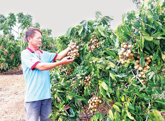 Người dân huyện Kông Chro mạnh dạn chuyển đổi cơ cấu cây trồng, đem lại hiệu quả kinh tế cao. Ảnh: Hồng Thi