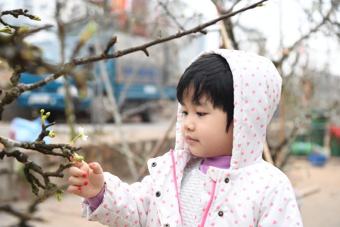  Hoa Lê rừng không chỉ đẹp mà còn mang ý nghĩa phong thủy đặc biệt, biểu trưng cho sự thanh khiết, bình yên và ấm áp trong cuộc sống.