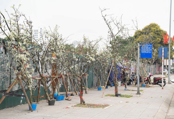 Ngoài chợ Hoa Quảng Bá, trên một số tuyến đường như: Phùng Hưng, Nghi Tàm, Lạc Long Quân... cùng bày bán hoa lê.